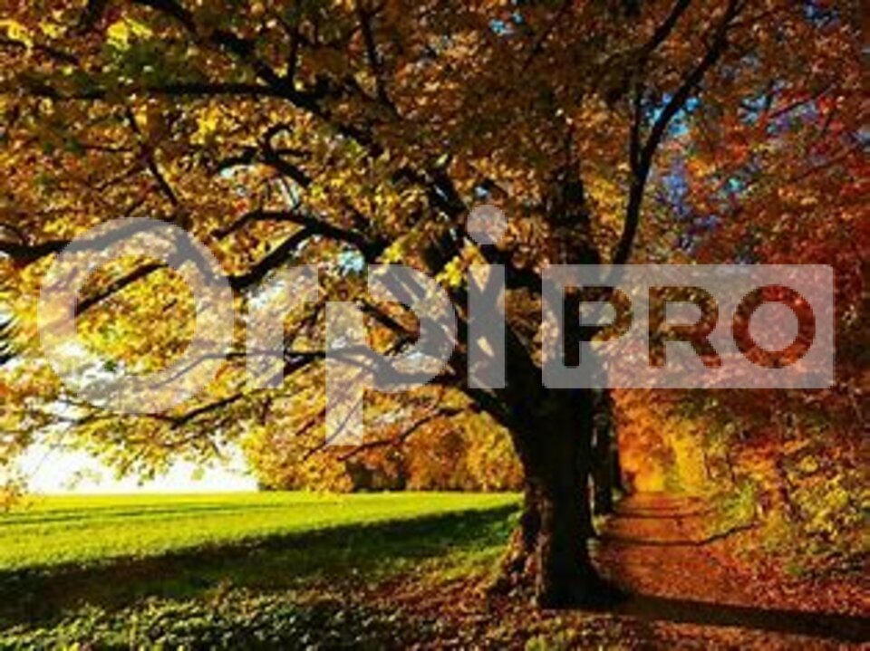 ORPI SAS DIRECT HABITAT VENTE-LOCAL COMMERCIAL-TREVOUX-01