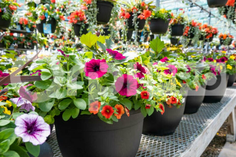 ORPI PROMISSIMO VENTE-FONDS DE COMMERCE-LAPALISSE-03