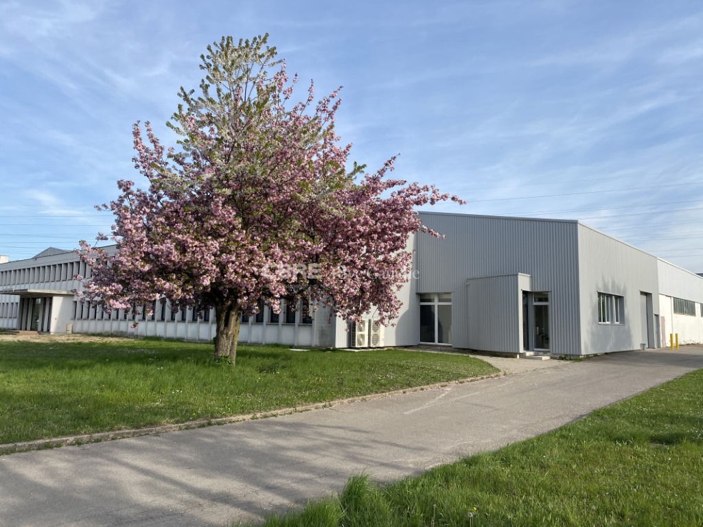 CBRE RIVE GAUCHE LOCATION-LOCAL D'ACTIVITE-GEISPOLSHEIM-67